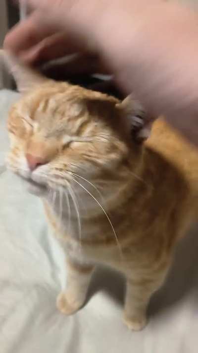 Why does my cat like being beat up