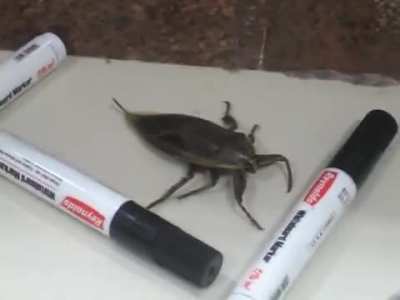 Dancing Bug