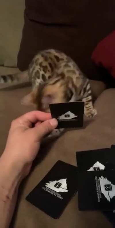 This cat does not want anyone to play