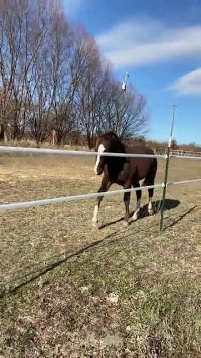 My gelding, on turn out. He’s the definition of “in your pocket”.
