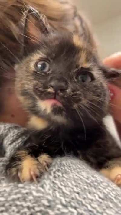Update: Cider still has her metal scream!
