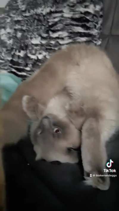 Just a typical day with cats