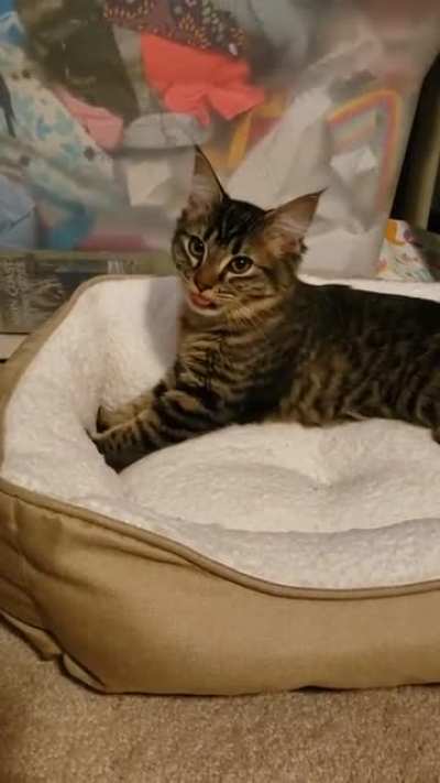 I'm not exactly sure what this cat is doing to be honest