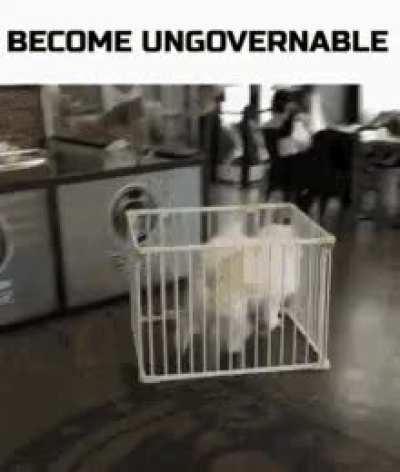 What da dog doin?