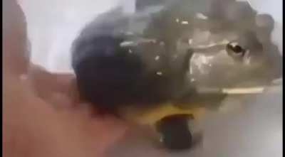 this frog