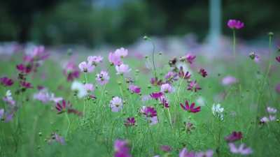 Flower garden in Autumn