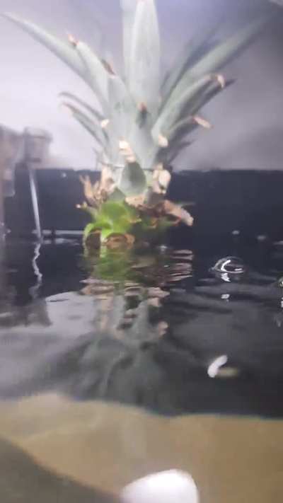 Pineapple crown rooting in fish tank