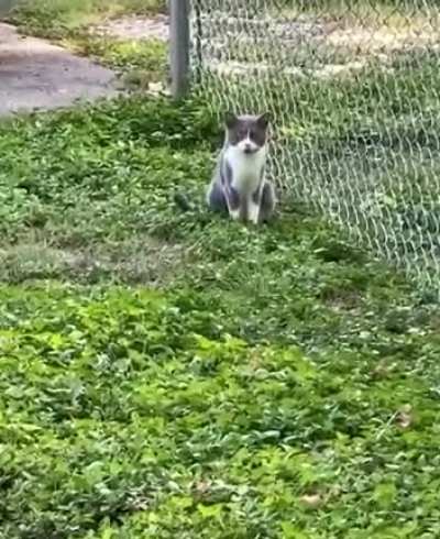 Deceptive cat