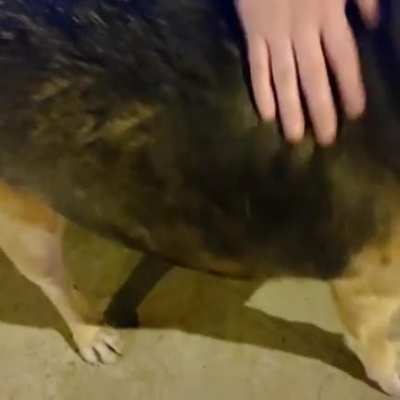perro waton