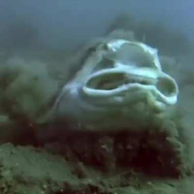 That’s a Pacific Angel Shark, waiting patiently, buried under the sandy sea floor......