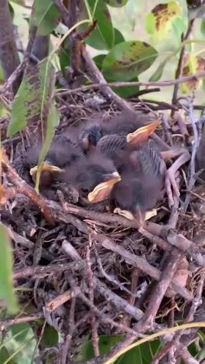 Don’t feed the birds!