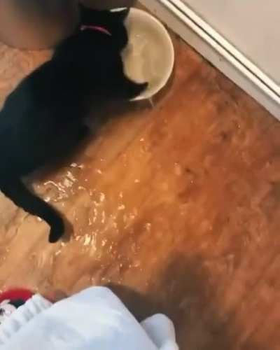 Here is a Nice display of a cat throwing water everywhere 😂