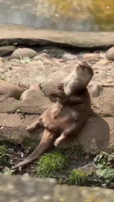 Otter Love