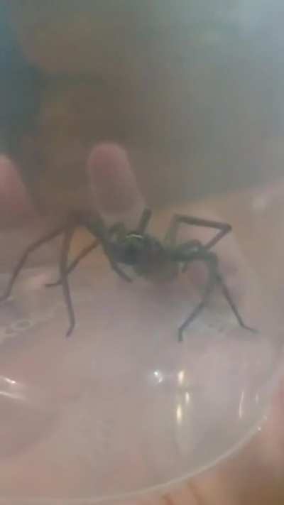 found this huge spider in the bathroom what species is he?