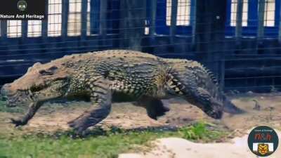 Did you know crocodiles can gallop?