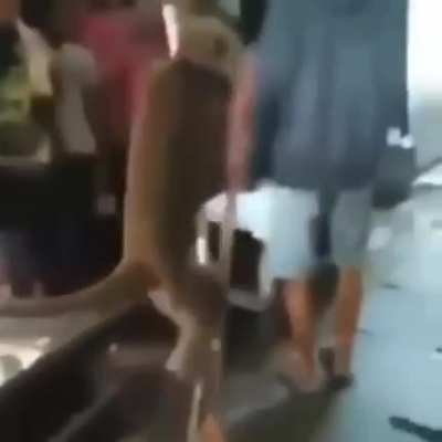 wtf