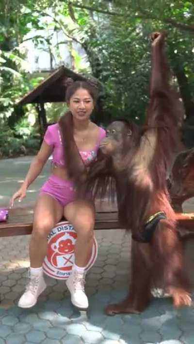 Orangutan Flirting