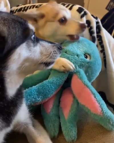 Squeaky toys