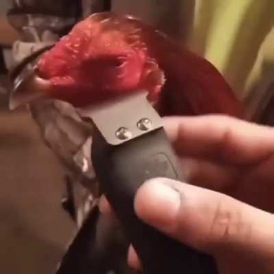 ola