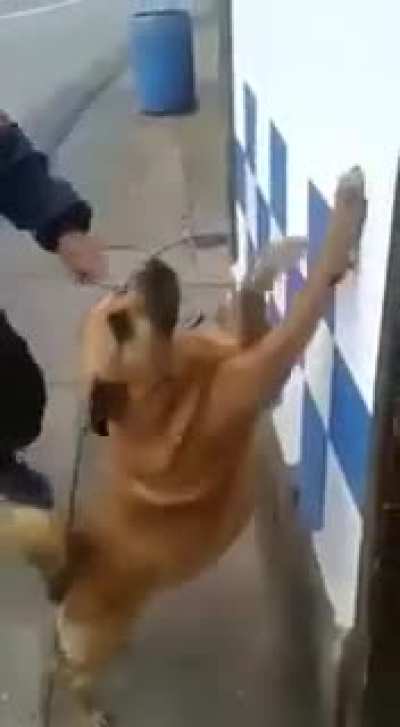 Police officers search a bad boy