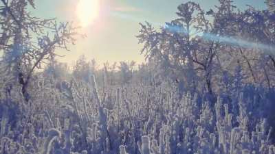 Hoarfrost in Calgary, Canada
