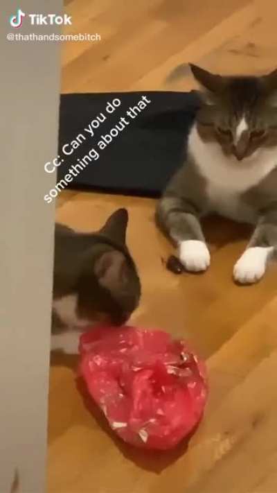 These cats are vicious hunters
