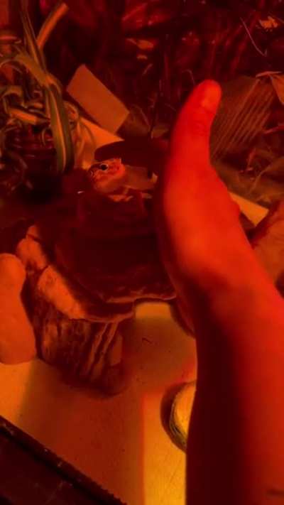 Likes da pets
