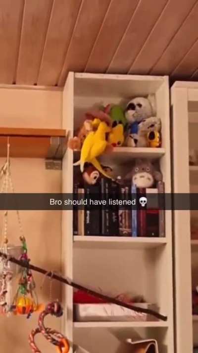 Birdie regret 