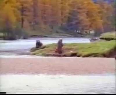 HELP THE BEAR