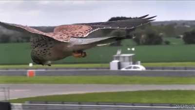 🔥 This Falcon Stabilizing its Head on a Windy Day 🔥