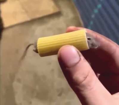 Mouse stuck in pasta