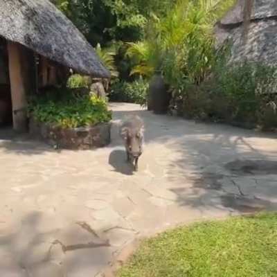 Hakuna Matata, bitch
