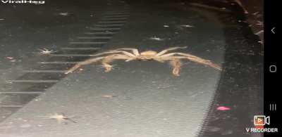 Huntsman Spider And Babies Take Over Australian Woman's Car Nothing could have prepared one Sydney resident for the sight that confronted her when she opened her car recently and found it overrun with spiders. A Huntsman spider and her babies had taken ov