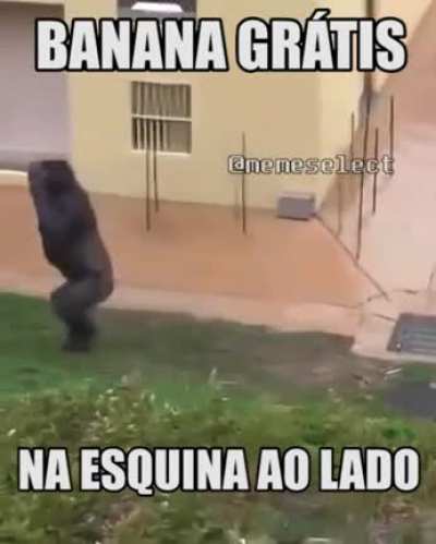 bananas isentas de custo