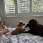 Puppy’s ok.