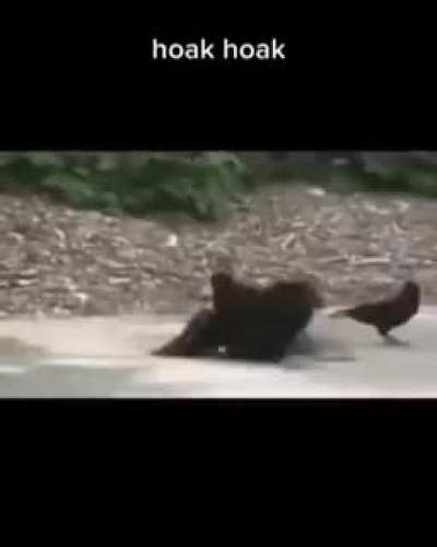 Oak oak oak oak oak