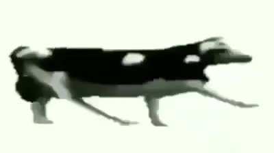 Cow.