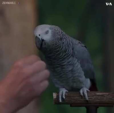 This African Grey Parrot named Einstein is very impressive