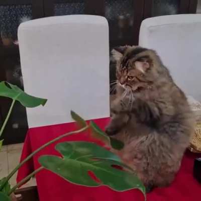 Daily training is very important for every self-<wbr>respe<wbr>cting cat.