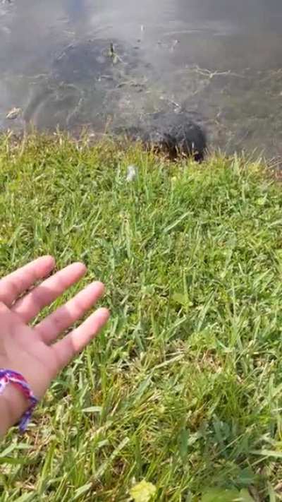 Aquaman of the pond