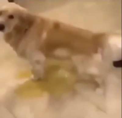 pissin dog
