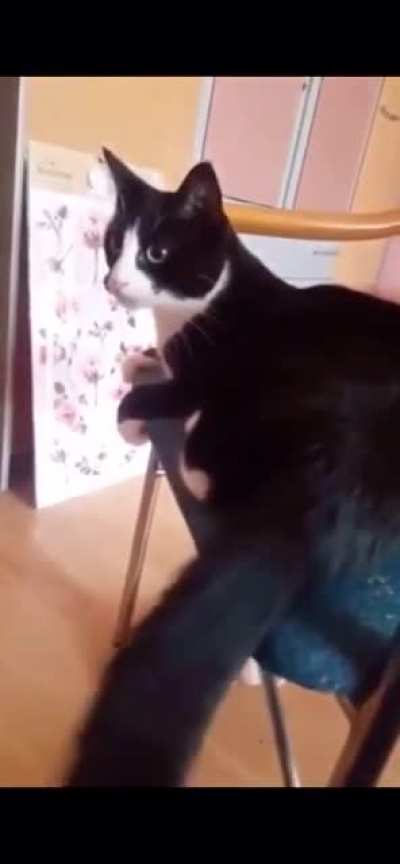 Cat slapping its self in the face with its tail