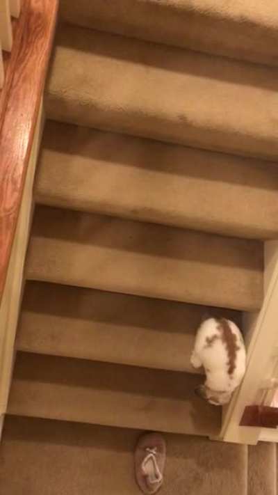 kevin is doing very well! he’s so cute when he goes down the stairs :’)