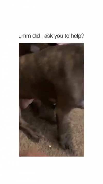 He was just trying to help you with the scratching..