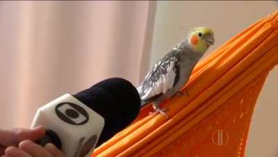Veja a opinião do candidato Piu Calopsita, ame ou adore ele, mas ele está cuspindo fatos
