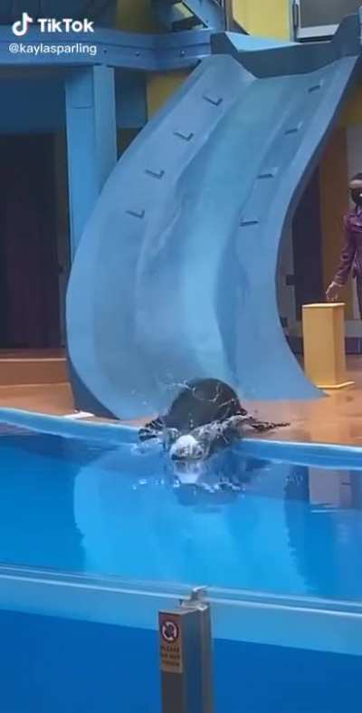 Seal