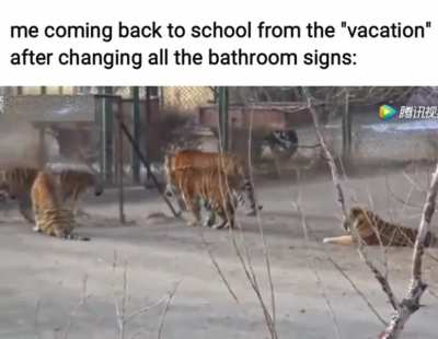 chaos. just pure chaos
