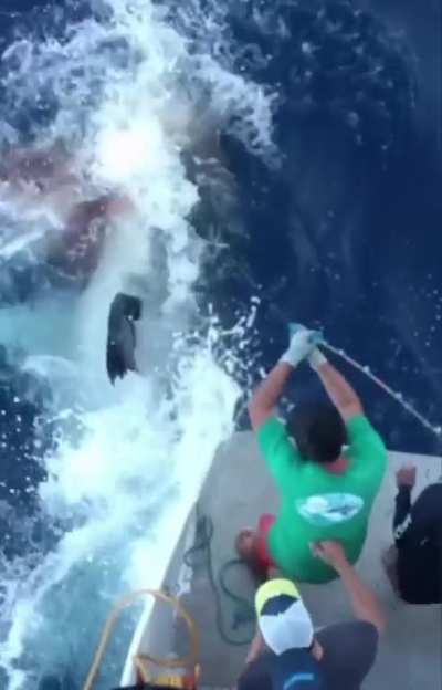 While landing a tuna