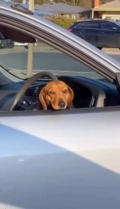 Dogs are cool