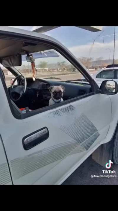 ruff job but someone’s gotta do it 🐶